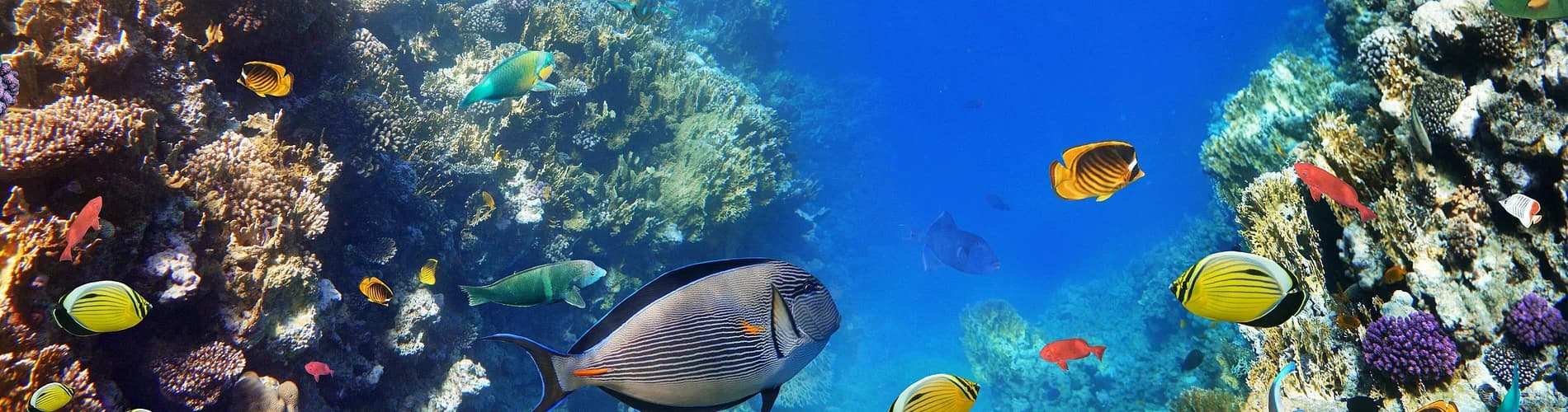 Do more with Fleet-line Tours